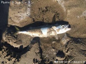 サバ-2015-11-6 12:20