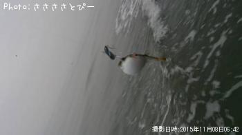 サーフ太刀魚＆グーフー-2015-11-8 6:58