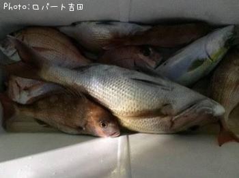 鯛6、ウマヅラ1、さんぱく1-2015-11-10 22:46