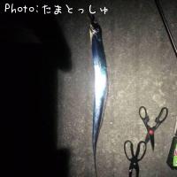 太刀魚-2015-11-12 18:21