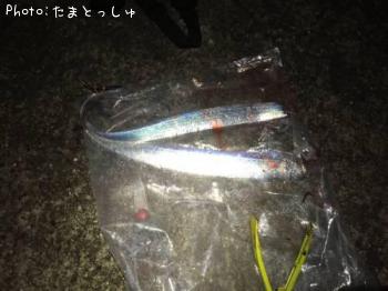 太刀魚-2015-11-13 18:19