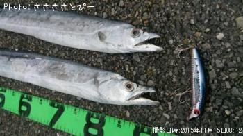 サーフ太刀魚-2015-11-15 8:12