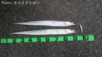サーフ太刀魚-2015-11-15 8:12