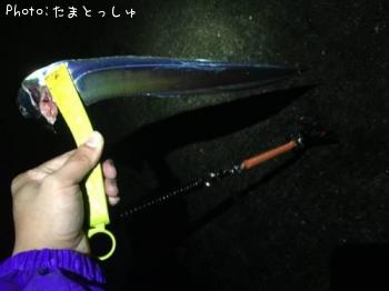 太刀魚-2015-11-14 17:29