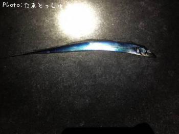 太刀魚-2015-11-22 20:3