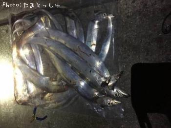 太刀魚-2015-11-22 20:38