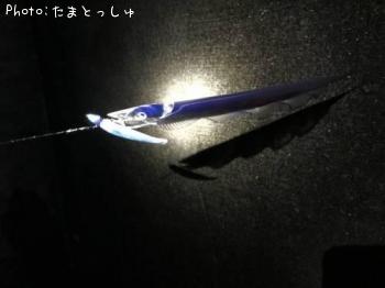 太刀魚-2015-11-23 17:20