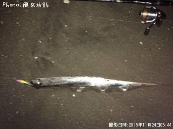サーフ太刀魚-2015-11-24 5:44