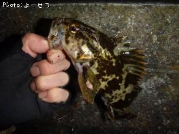 タケノコメバル-2015-11-28 19:53