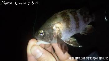 メバル-2015-12-1 18:50