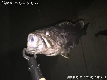 クロソイ-2015-12-10 19:17