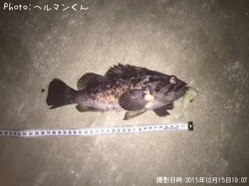 クロソイ-2015-12-15 19:7