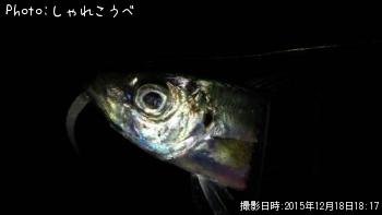 アジ-2015-12-18 18:17