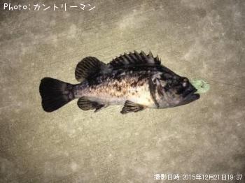 クロソイ-2015-12-21 19:37