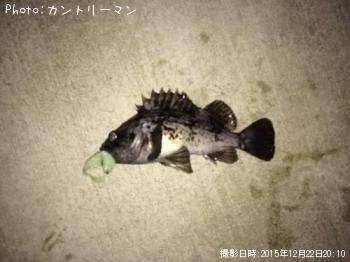 クロソイ-2015-12-22 20:10