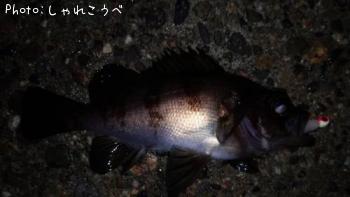 メバル-2015-12-22 23:30