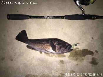 クロソイ-2015-12-22 18:11