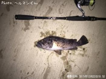 クロソイ-2015-12-22 18:52
