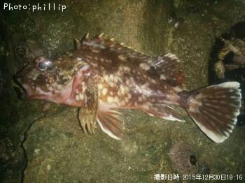 カサゴ-2015-12-30 19:16