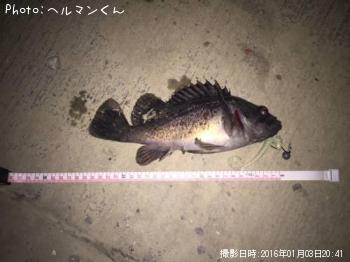 クロソイ-2016-1-3 20:41