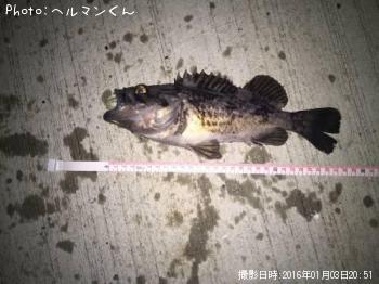クロソイ-2016-1-3 20:51