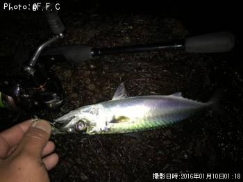サバ-2016-1-10 1:18