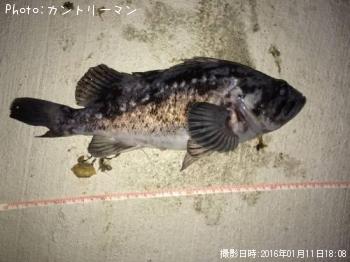 クロソイ-2016-1-11 18:8