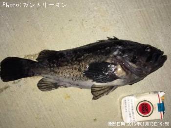 クロソイ-2016-1-13 19:58