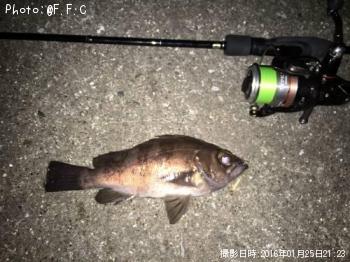 メバル-2016-1-25 21:23