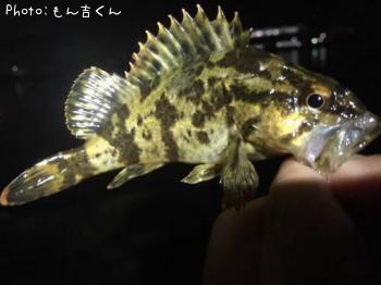 タケノコメバル-2016-1-27 21:46