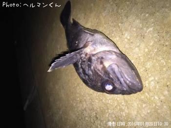 クロソイ-2016-1-29 19:39