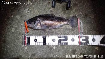 クロソイ-2016-2-8&nbsp;18:29