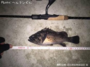 クロソイ-2016-2-8 23:36
