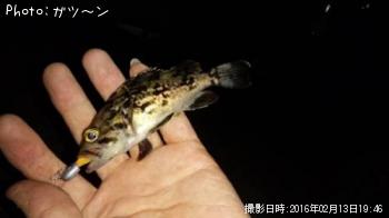 クロソイ-2016-2-13&nbsp;19:46