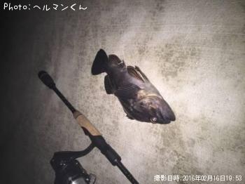 クロソイ-2016-2-16 19:53