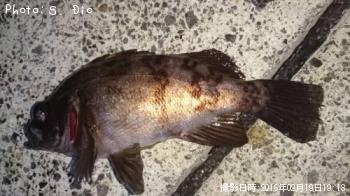 メバル-2016-2-19&nbsp;19:18