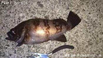 メバル-2016-2-19 21:46