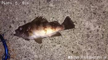 メバル-2016-2-21&nbsp;21:24