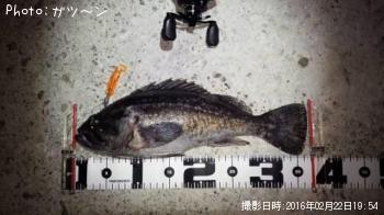 クロソイ-2016-2-22&nbsp;19:54