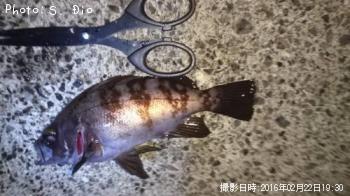 メバル-2016-2-22&nbsp;19:30