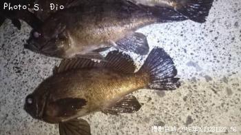 メバル-2016-2-23&nbsp;22:58