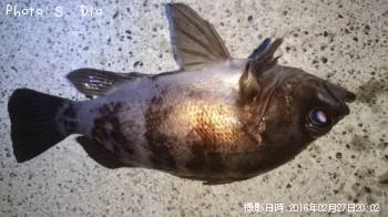 メバル-2016-2-27&nbsp;20:2