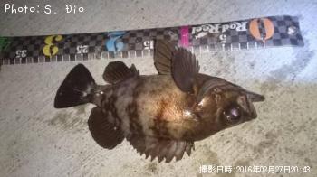 メバル-2016-2-27&nbsp;20:43