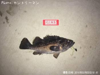 クロソイ-2016-3-3 18:41