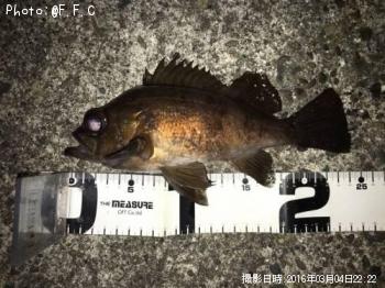 メバル-2016-3-4 22:22