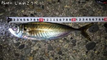 アジ-2016-3-5 23:41