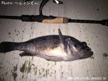 クロソイ-2016-3-9 20:34