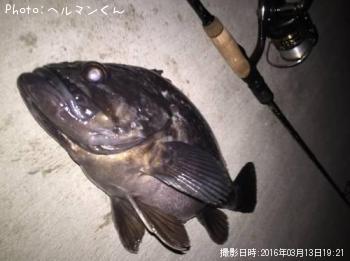 クロソイ-2016-3-13 19:21