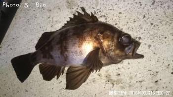 メバル-2016-3-16&nbsp;20:27