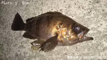 メバル-2016-3-22&nbsp;19:53